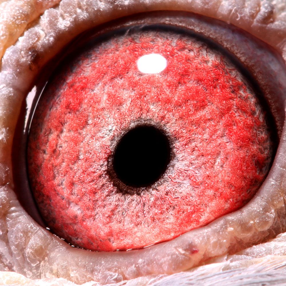 大红砂鸽子眼睛图片