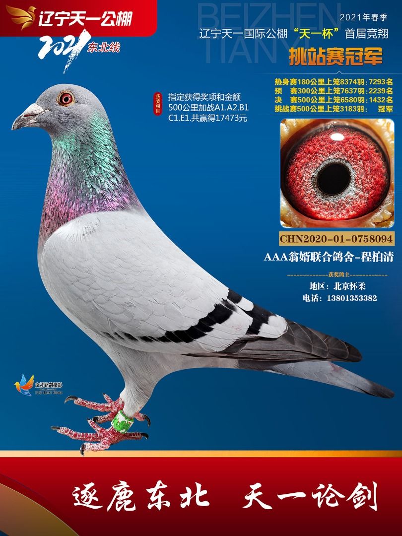 中国天一鸽业金环种鸽图片