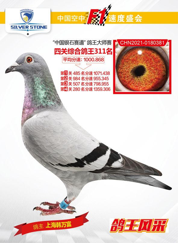 江苏银石鸽业种鸽图图片
