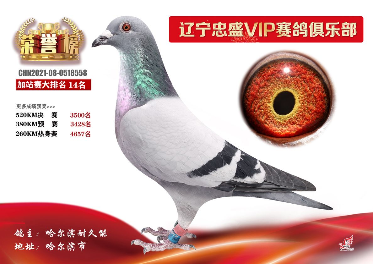 遼寧忠盛vip賽鴿俱樂部