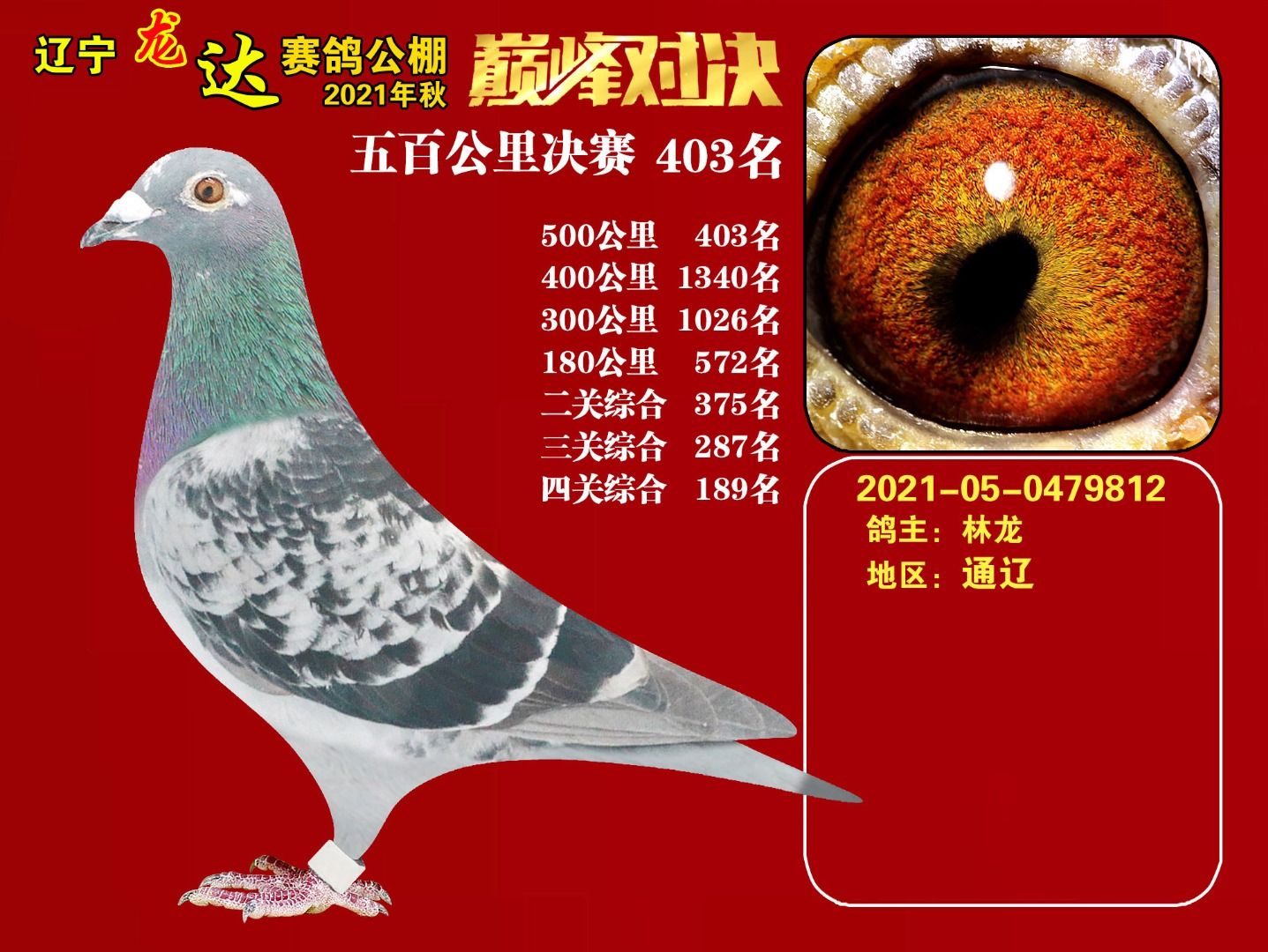 辽宁龙达信鸽养殖中心图片