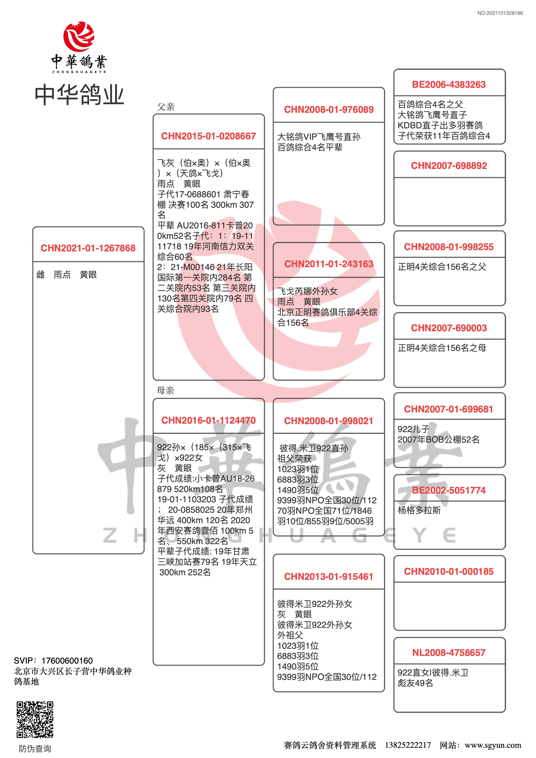 中華鴿業vip飛鷹號*飛戈21-1267868 -- 中華鴿業-鄭秀華