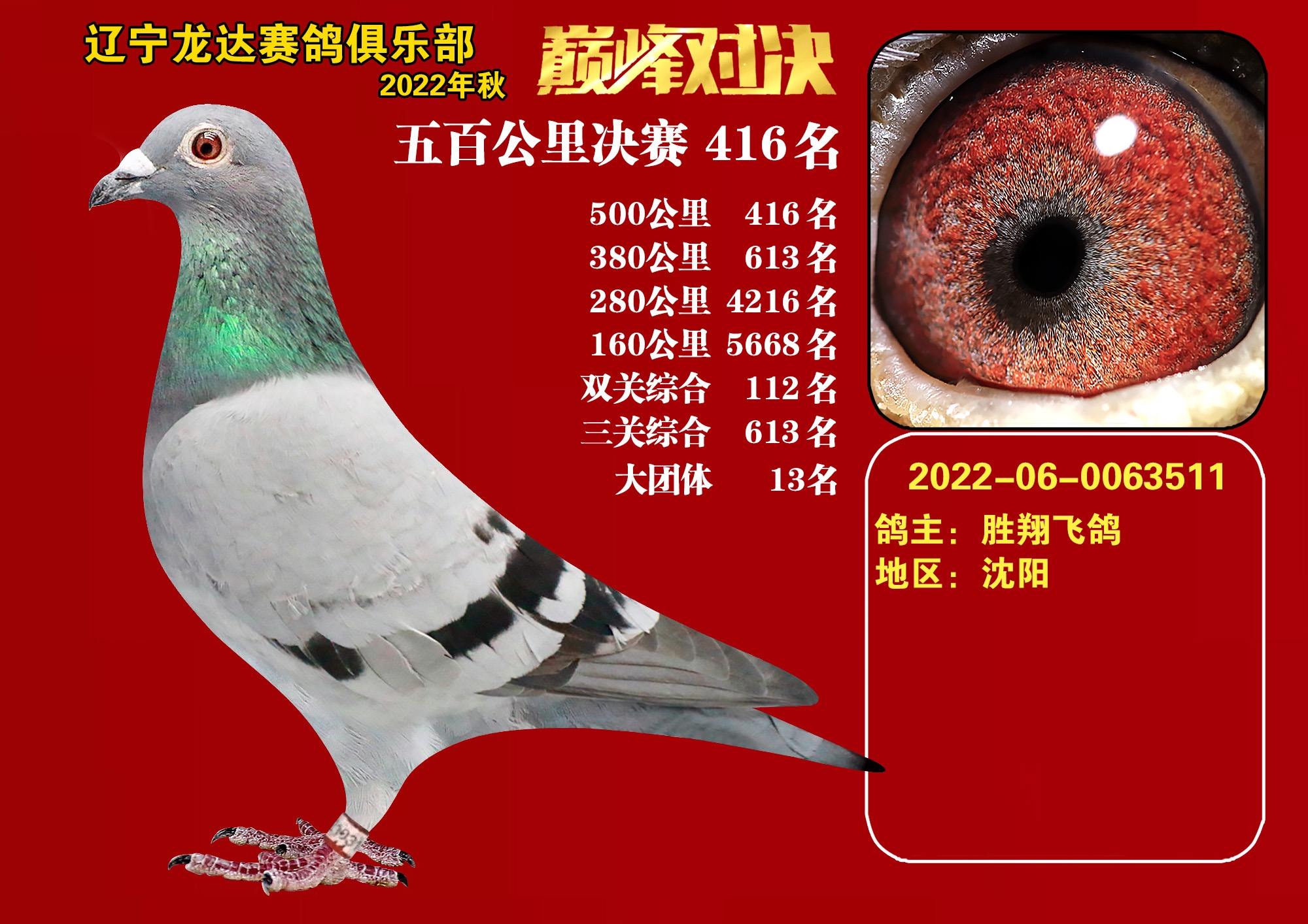 辽宁龙达信鸽养殖中心图片